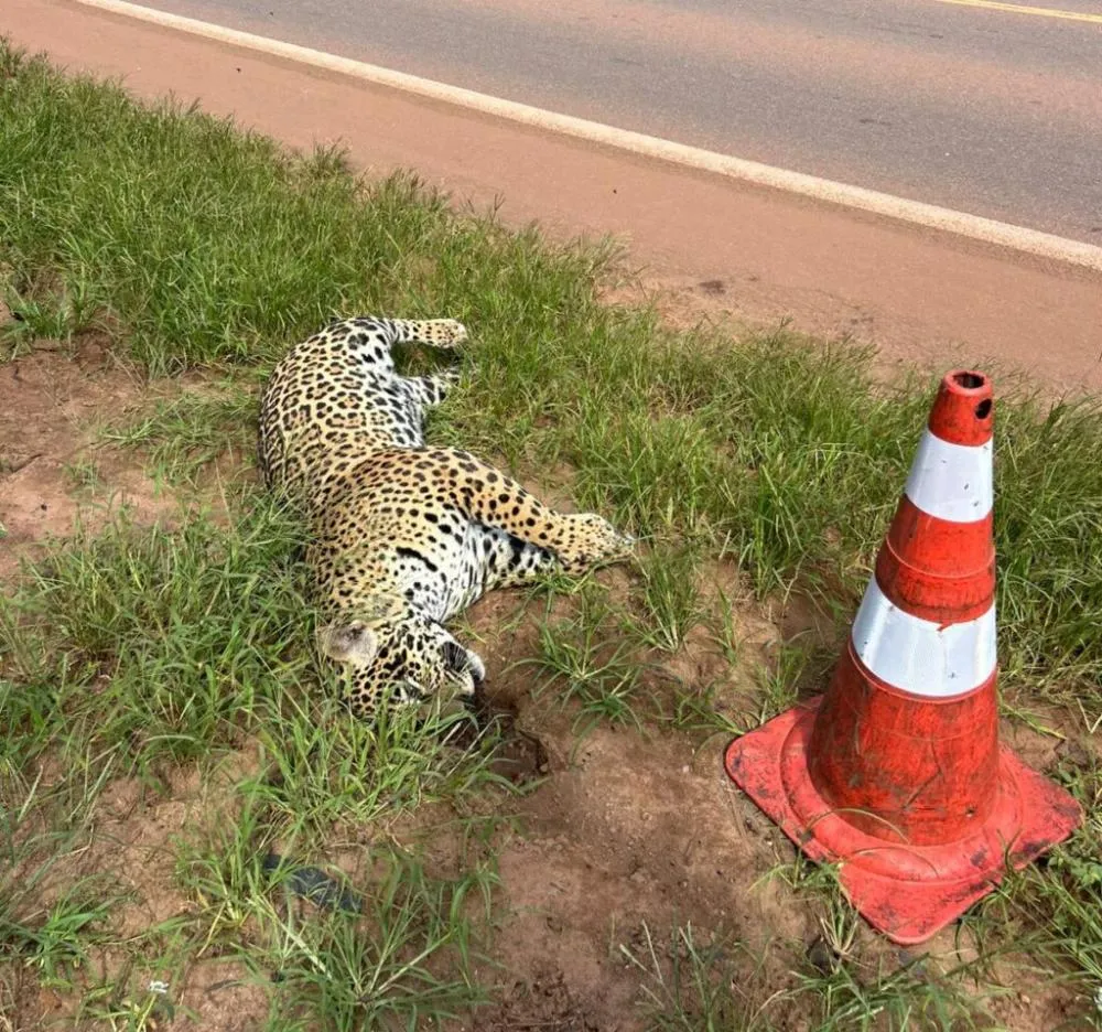 Onça-pintada é atropelada na BR-163 em Sinop - MT